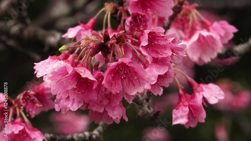 寒緋桜、緋寒桜、奄美大島