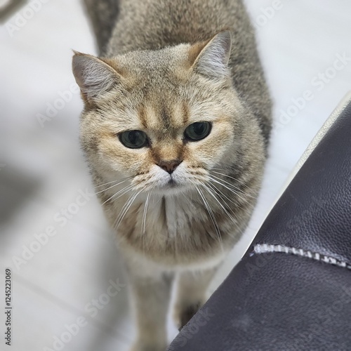 고양이