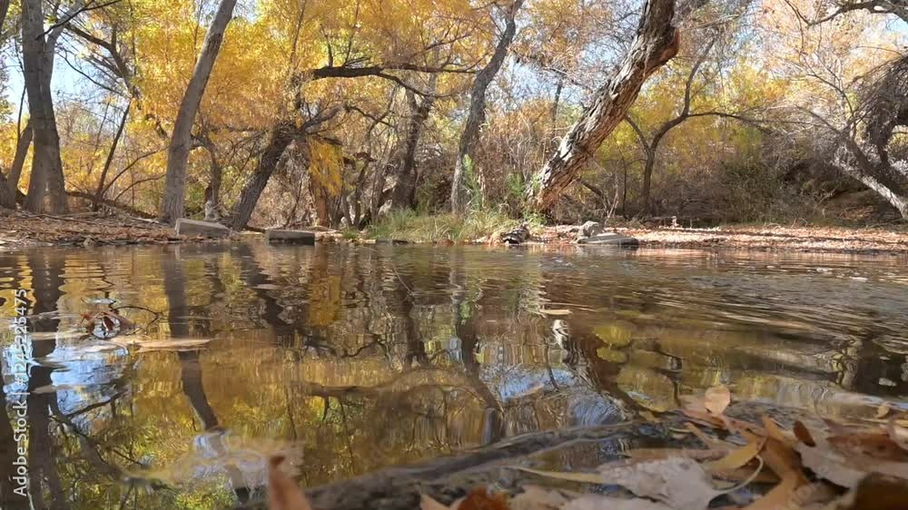 Creek Flowing through small forest with vibrant Yellow Leaves on Trees, Mid Fall in Superior, Arizona Creek Flowing through small forest with vibrant Yellow Leaves on Trees, Mid Fall in Superior, Arizona