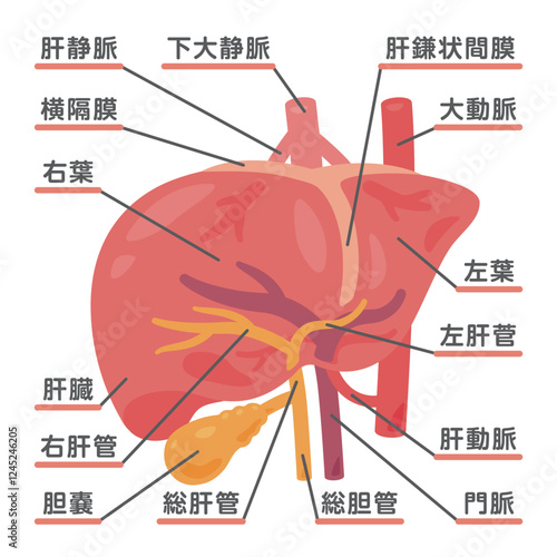 肝臓と胆嚢の構造イラスト1 photo