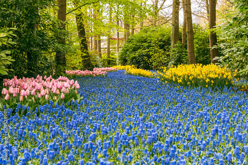 Blooming tulip gardens of Keukenhof in Lisse, Netherlands, showcasing the beauty of Dutch springtime