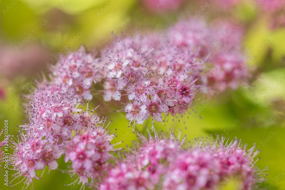 Japanese meadowsweet Japanese meadowsweet
