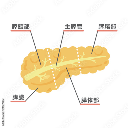 膵臓の構造イラスト2