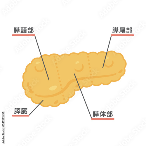 膵臓の構造イラスト1