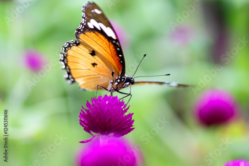 Single colorful butterfly on pink flower in summer garden macro closeup background photo