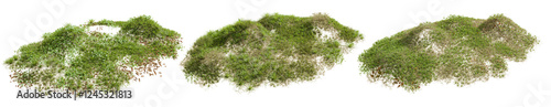 Fotografie grass isolated on white background