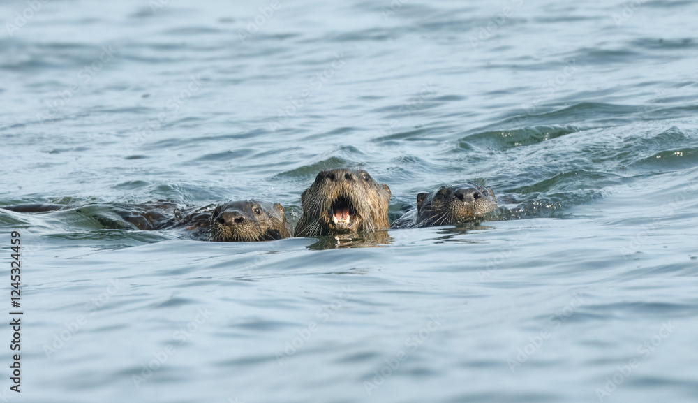 Fototapeta premium North American River Otter Trio