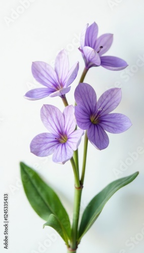 delicate violet flowers with white petals against a crisp white background, flor violeta blanco fondo blanco, delicate