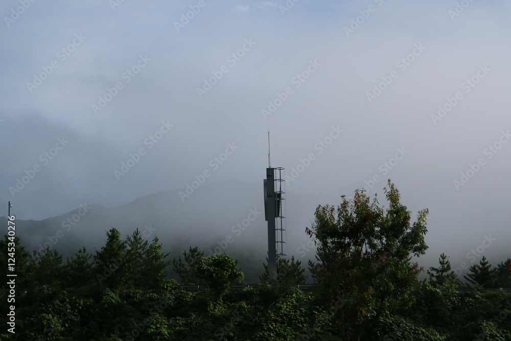 Obraz premium trees and fog