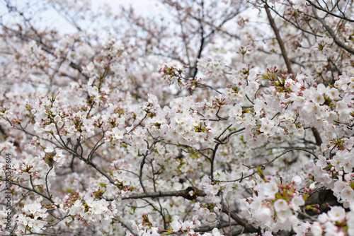 Photography Branches of sakura flowers, cherry blossom