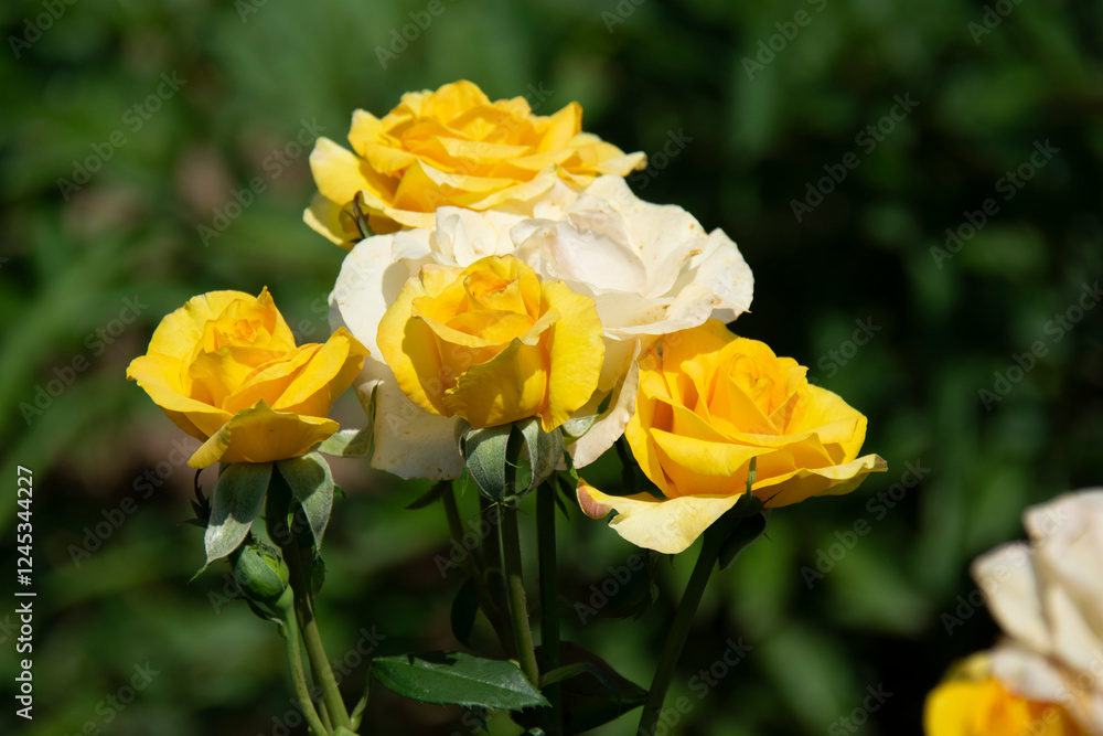 Beautiful yellow roses on a blurred green background Beautiful yellow roses on a blurred green background