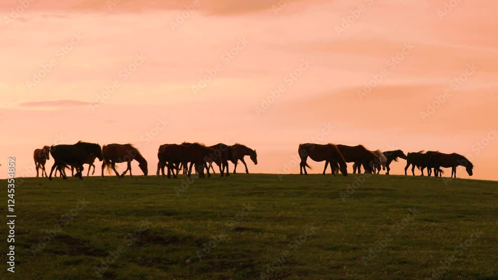 4k aerial video of horses grazing on Fengning grassland at sunset with stunning scenery 4k aerial video of horses grazing on Fengning grassland at sunset with stunning scenery