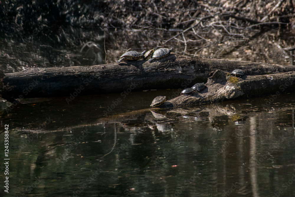 turtles in a pond turtles in a pond