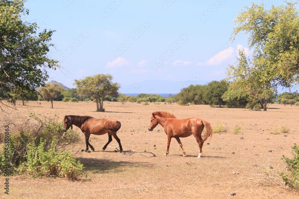 Naklejka premium horses on dry grassland at sumbawa indonesia.