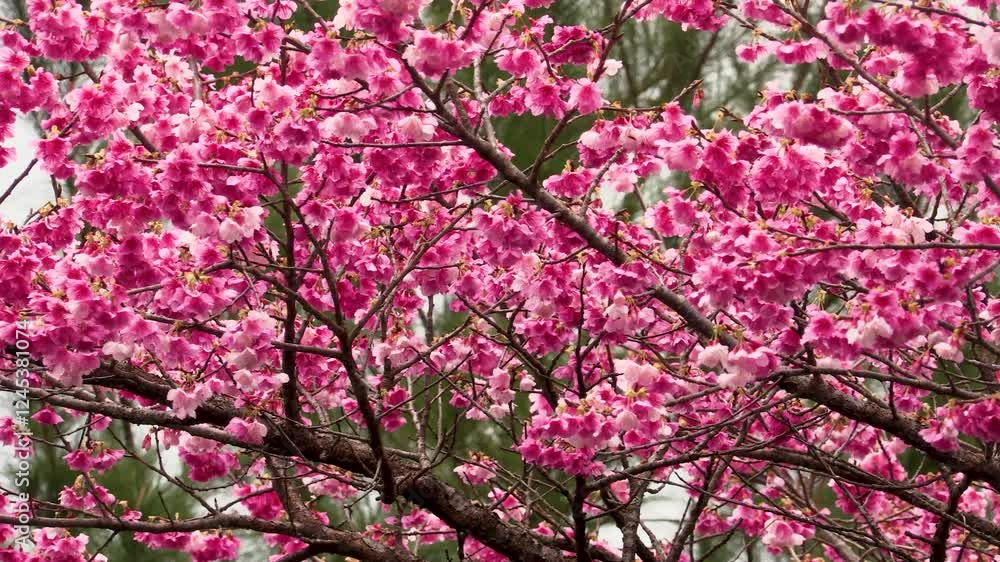 寒緋桜、緋寒桜、奄美大島