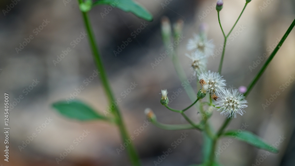 Close-up view of Cyanthillium cinereum plant Close-up view of Cyanthillium cinereum plant