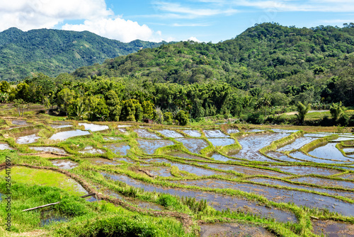 Rice fields, Island Flores, Indonesia, Southeast Asia. photo