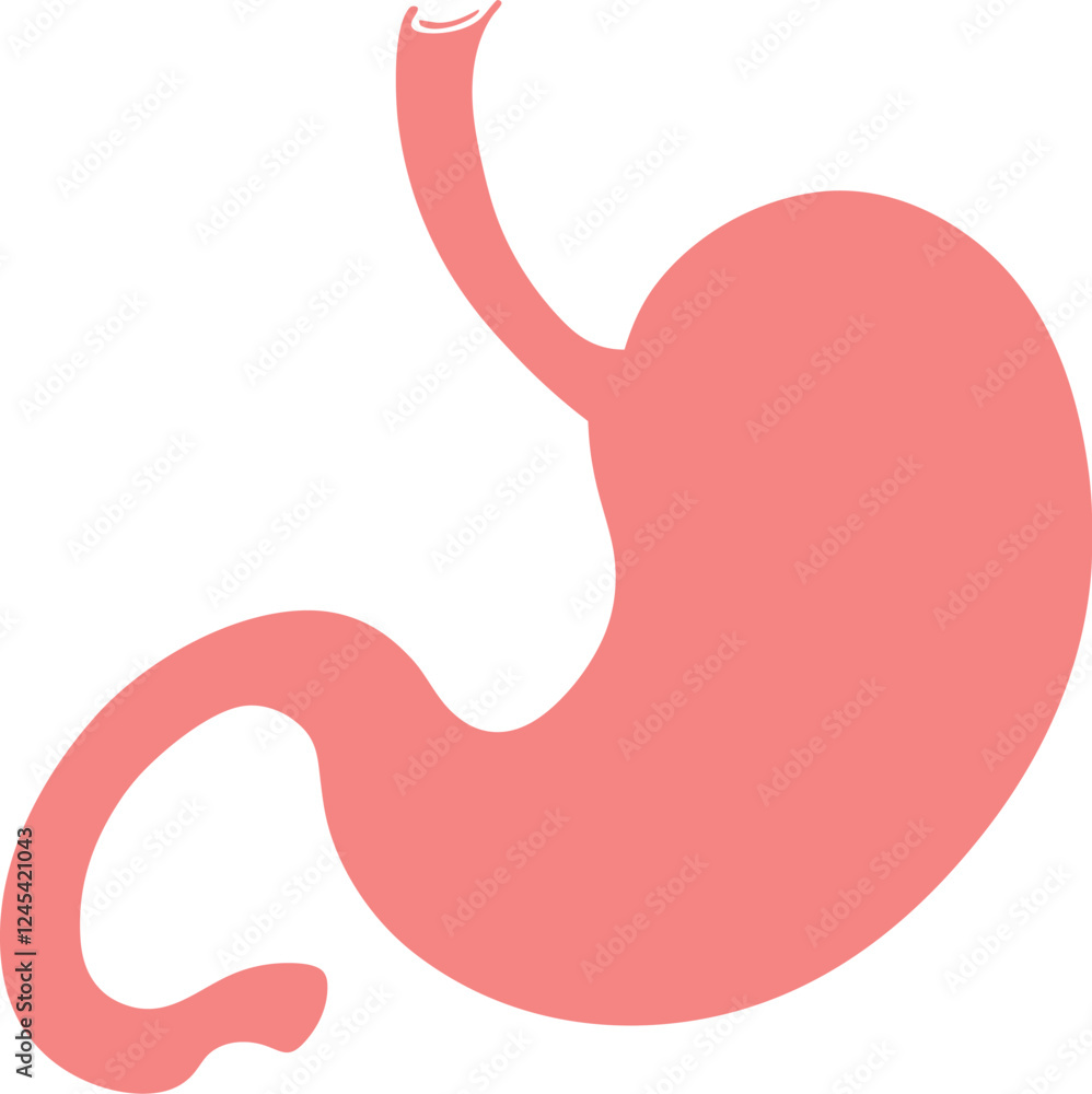 Illustration of Human Internal Stomach Anatomy. Stomach vector art with white background Illustration of Human Internal Stomach Anatomy. Stomach vector art with white background