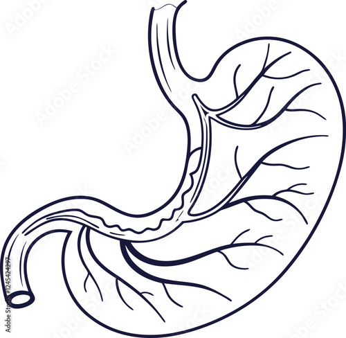 Illustration of Human Internal Stomach Anatomy. Stomach vector art with white background