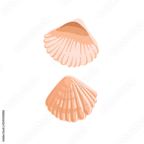 vector drawing sea shell,cockles, seashells isolated at white background, hand drawn illustration