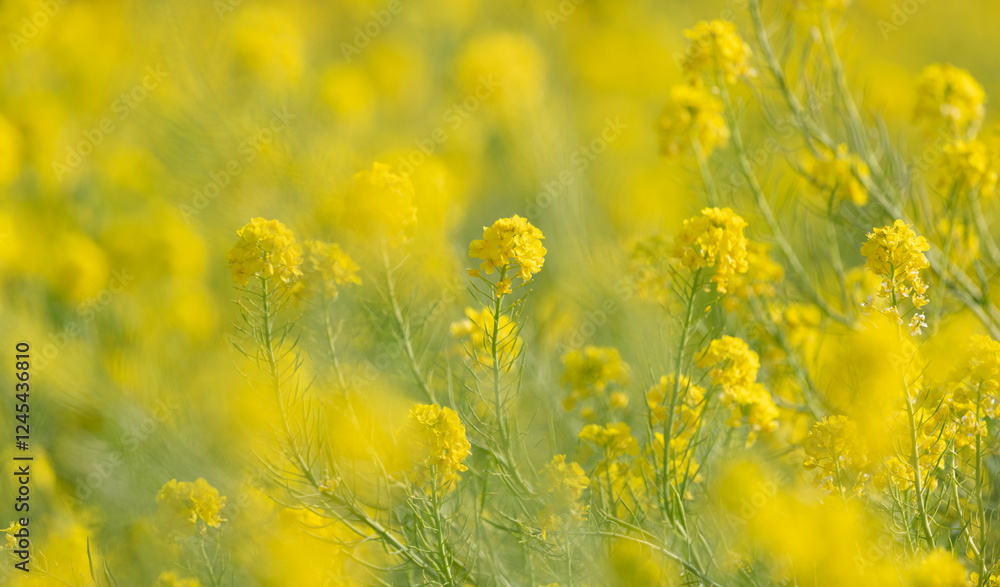 Obraz premium 満開の菜の花畑