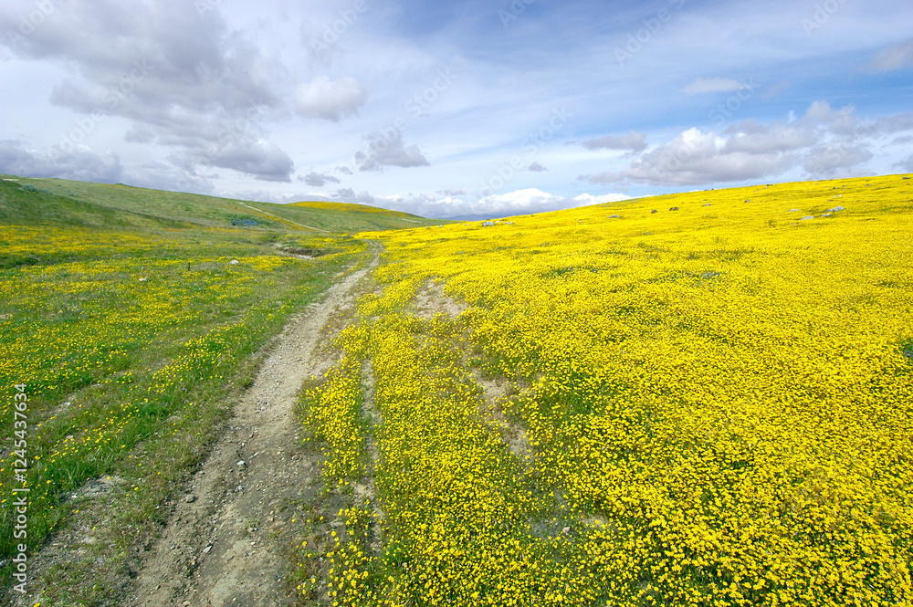 Obraz premium Wildfower Path in Yellow