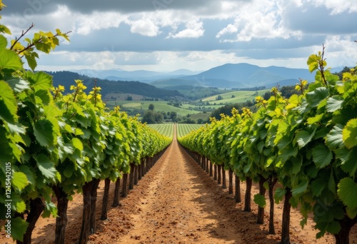 Vineyard Row Leading to Distant Hills Under Cloudy Skies