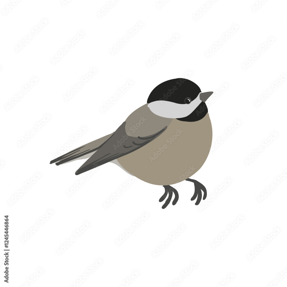 Obraz premium vector drawing bird, black-capped chickadee, hand drawn Poecile atricapillus, isolated nature design element