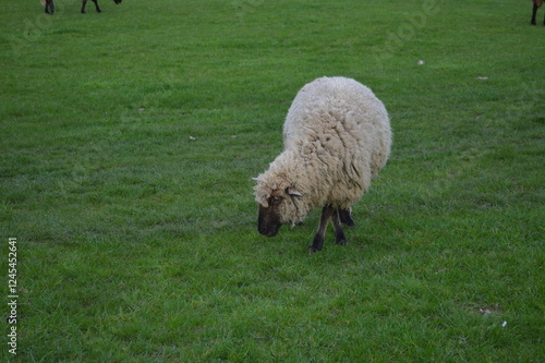 The sheeps on the Rhein river in Dusseldorf