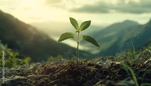 Young Plant Seedling Growing in Soil with Sunrise in Mountain Forest, Concept of New Life and Nature Conservation