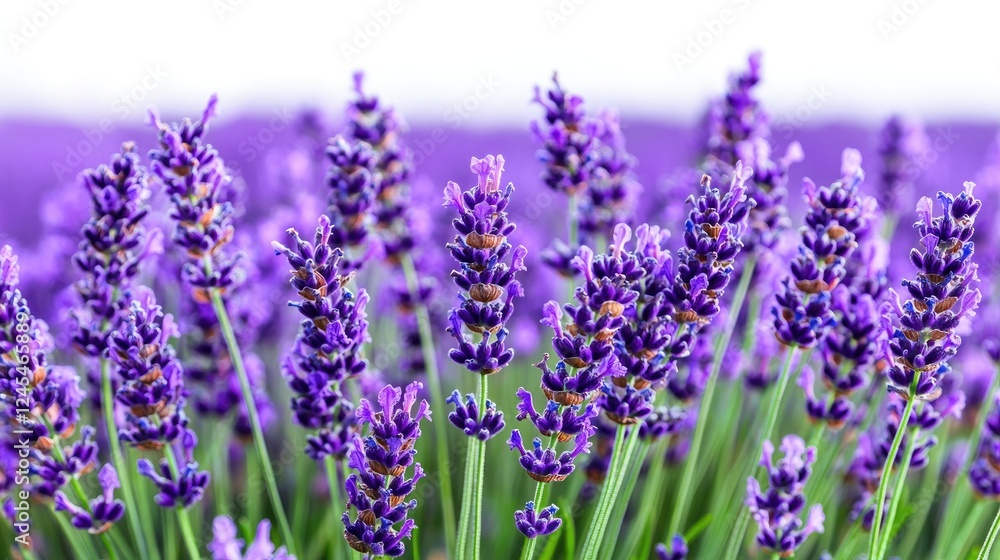 Fototapeta premium Lavender field, purple flowers, summer bloom, nature background, aromatherapy (1)