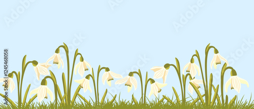 snowdrops, spring flowers, vector drawing wild plants at blue sky background, floral elements, hand drawn botanical illustration