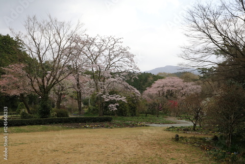 桜咲く秩父宮記念公園の庭。 photo