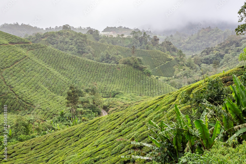 Naklejka premium Panorama view of a tea plantation in Cameron Highlands, Malaysia