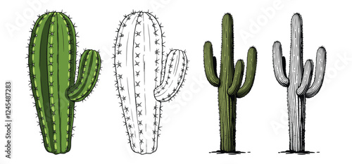 Desert Cactus vector and illustration, hand drawn style white background