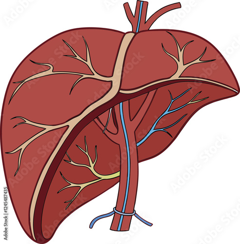 Realistic liver anatomy structure. Vector hepatic system organ, digestive gallbladder organ. Human liver vector art with white background.