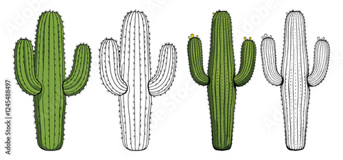 Desert Cactus vector and illustration, hand drawn style white background