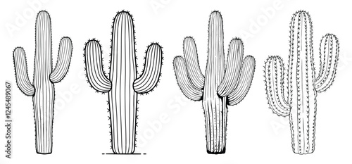Desert Cactus vector and illustration, hand drawn style white background