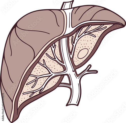 Realistic liver anatomy structure. Vector hepatic system organ, digestive gallbladder organ. Human liver vector art with white background.