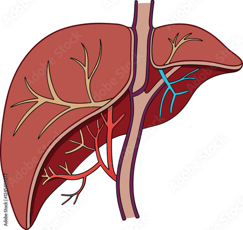 Realistic liver anatomy structure. Vector hepatic system organ, digestive gallbladder organ. Human liver vector art with white background.