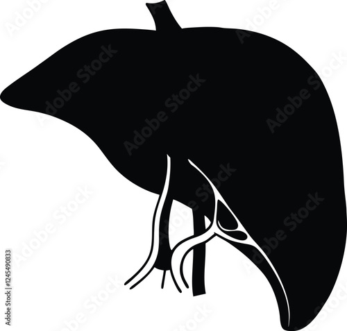 Realistic liver anatomy structure. Vector hepatic system organ, digestive gallbladder organ. Human liver vector art with white background.