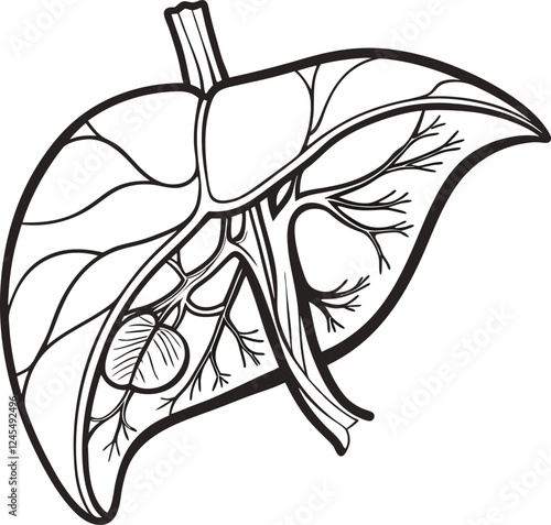 Realistic liver anatomy structure. Vector hepatic system organ, digestive gallbladder organ. Human liver vector art with white background.