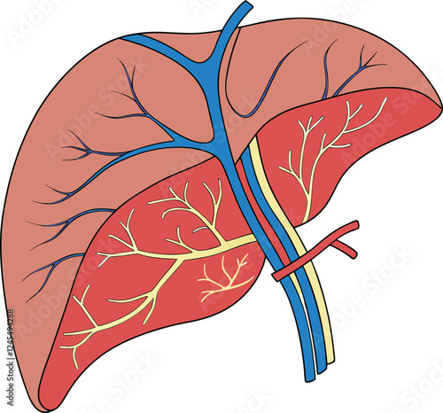 Realistic liver anatomy structure. Vector hepatic system organ, digestive gallbladder organ. Human liver vector art with white background.