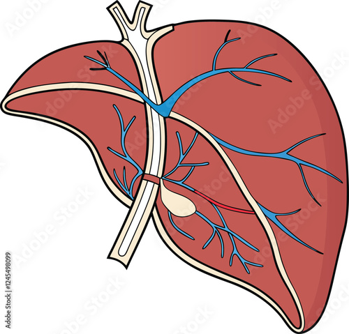Realistic liver anatomy structure. Vector hepatic system organ, digestive gallbladder organ. Human liver vector art with white background.