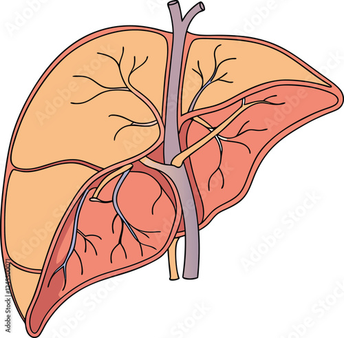 Realistic liver anatomy structure. Vector hepatic system organ, digestive gallbladder organ. Human liver vector art with white background.