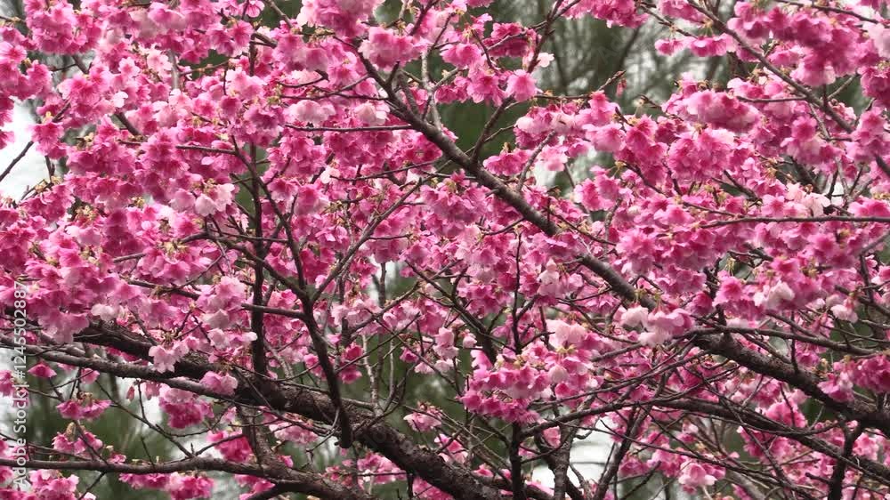 寒緋桜、緋寒桜、奄美大島 寒緋桜、緋寒桜、奄美大島