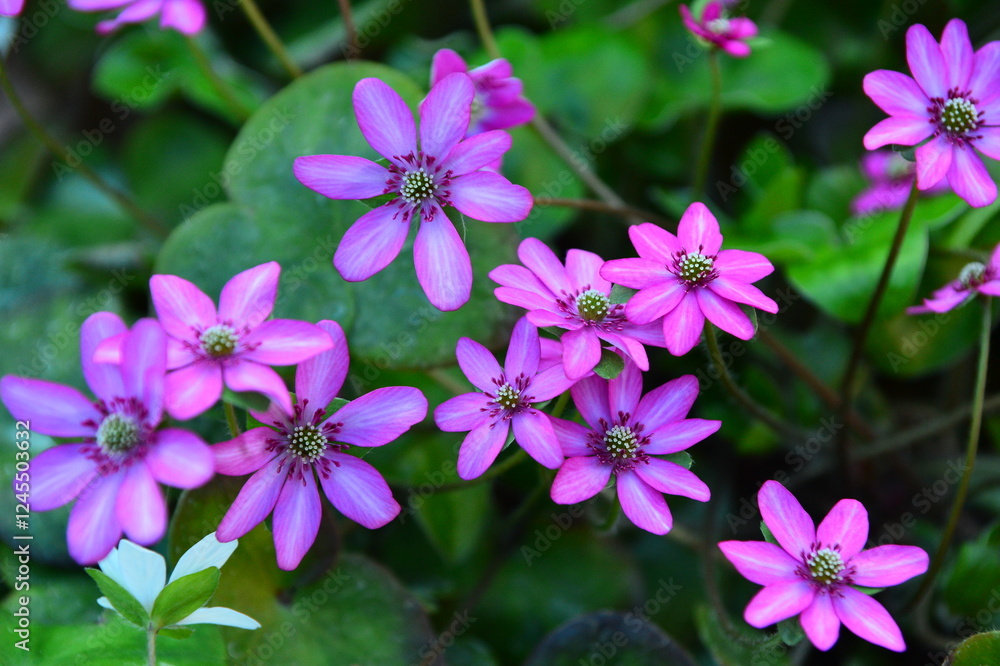 春の野山に咲くエンレイソウ