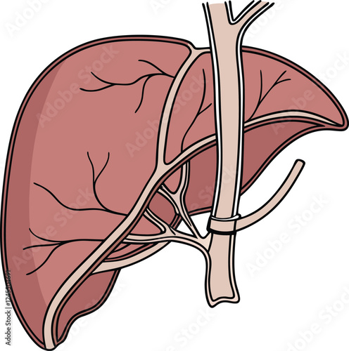 Realistic liver anatomy structure. Vector hepatic system organ, digestive gallbladder organ. Human liver vector art with white background.