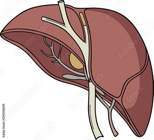 Realistic liver anatomy structure. Vector hepatic system organ, digestive gallbladder organ. Human liver vector art with white background.