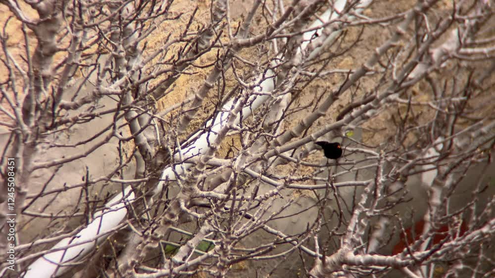 Red-winged blackbird is perched on the bare branches of a tree or bush in front of a white pipe and a light brown background, possibly a wall Red-winged blackbird is perched on the bare branches of a tree or bush in front of a white pipe and a light brown background, possibly a wall